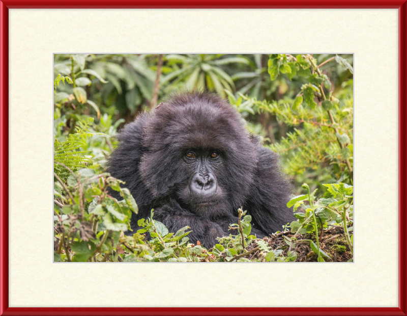 A Mountain Gorilla in Rwanda - Great Pictures Framed