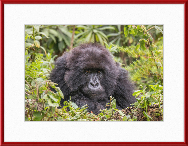 A Mountain Gorilla in Rwanda - Great Pictures Framed