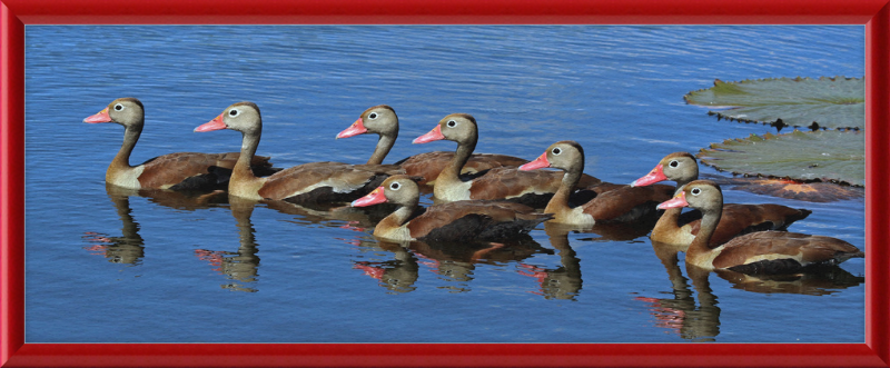 Black-bellied Ducks with Pink Bills - Great Pictures Framed