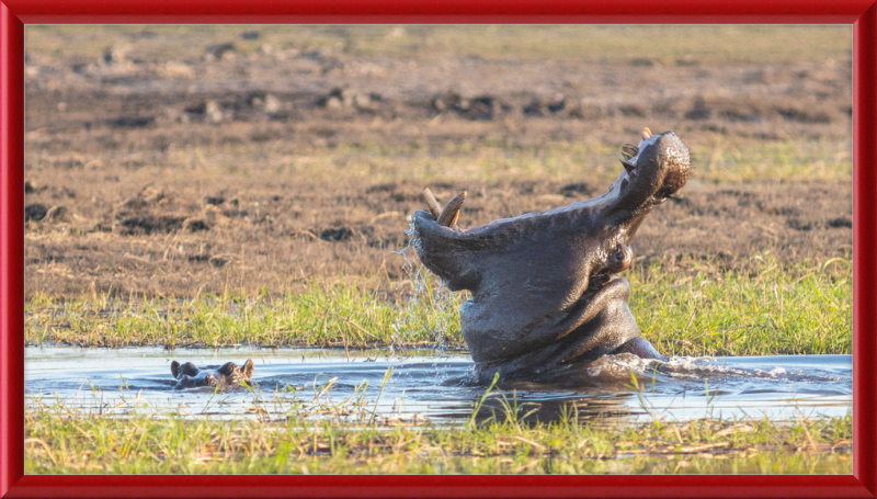 Hippopotamus amphibius, Parque Nacional de Chobe, Botswana - Great Pictures Framed