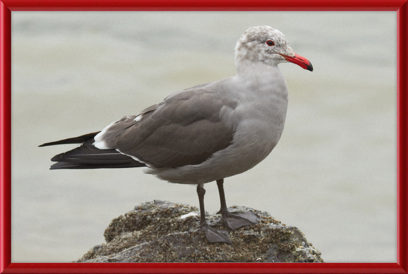 Larus Heermanni at Richardson Bay - Great Pictures Framed