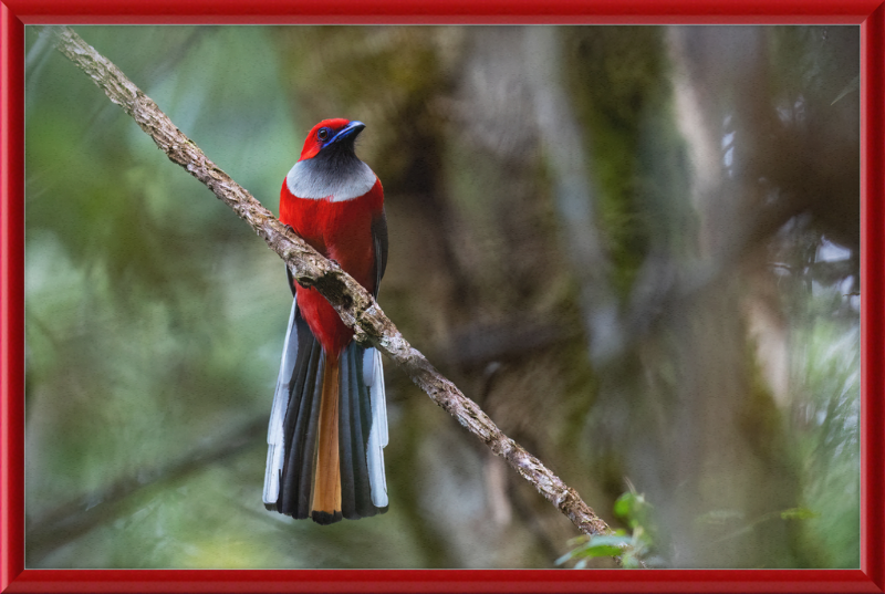 Whitehead's Trogon - Great Pictures Framed