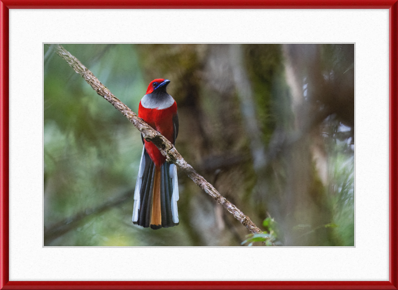 Whitehead's Trogon - Great Pictures Framed