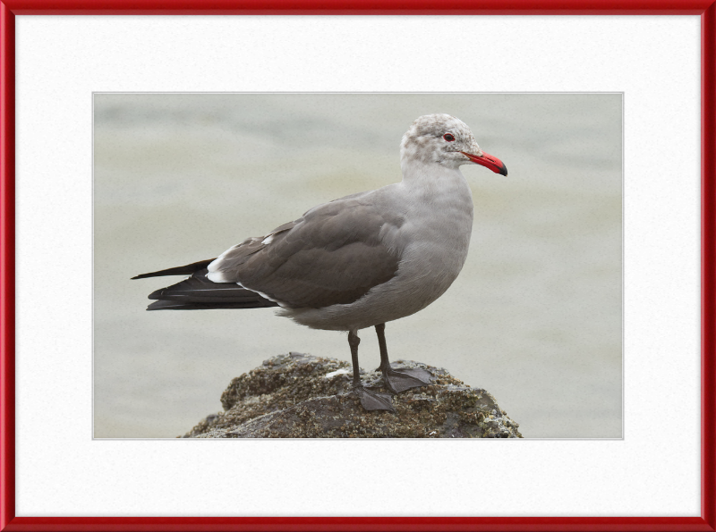 Larus Heermanni at Richardson Bay - Great Pictures Framed