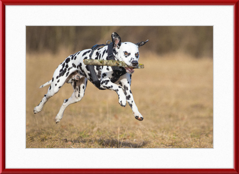 Dalmatian Fetching a Stick - Great Pictures Framed