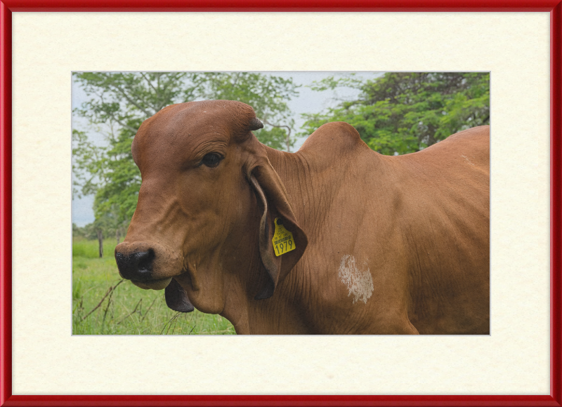 A Regal Cow in Baláncan, Mexico - Great Pictures Framed