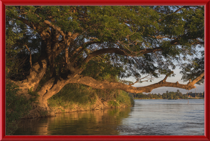 The Albizia Saman - Great Pictures Framed