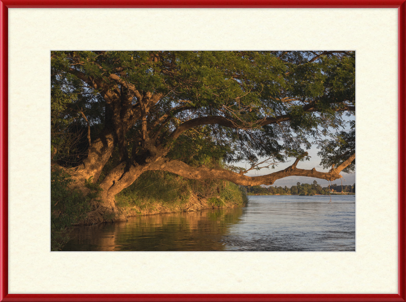 The Albizia Saman - Great Pictures Framed