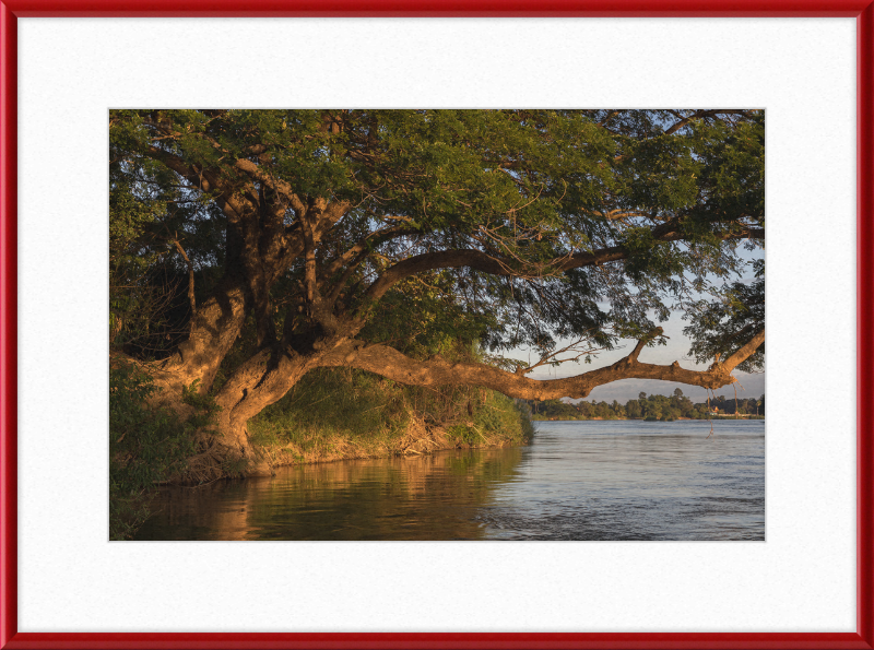 The Albizia Saman - Great Pictures Framed