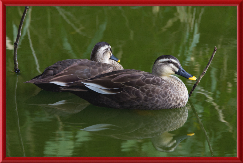 Spot-billed Duck, Tennoji Park, Osaka, Japan - Great Pictures Framed