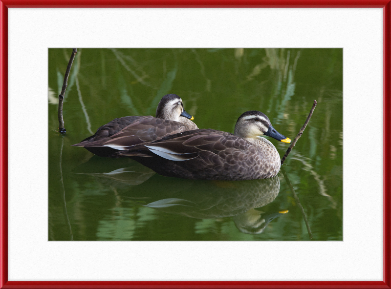 Spot-billed Duck, Tennoji Park, Osaka, Japan - Great Pictures Framed