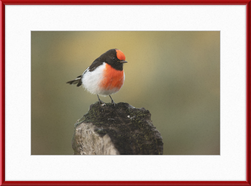 Red-capped Robin - Bimbi - Great Pictures Framed