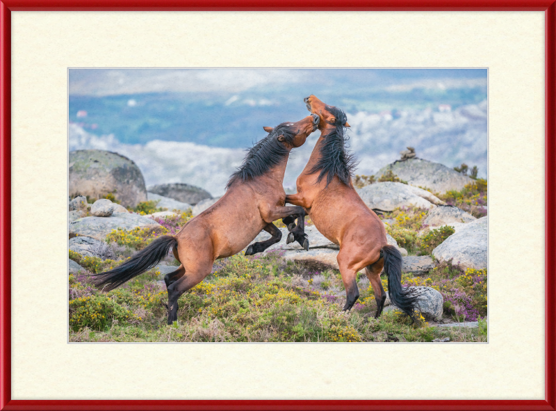 Garranos Fight - Great Pictures Framed