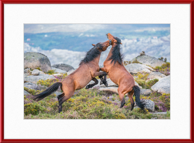 Garranos Fight - Great Pictures Framed