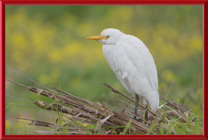 Cattle Egret on a Lake South of Tunis - Great Pictures Framed