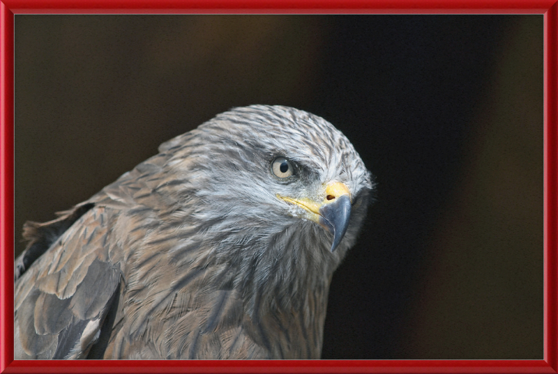 Milvus migrans - Great Pictures Framed