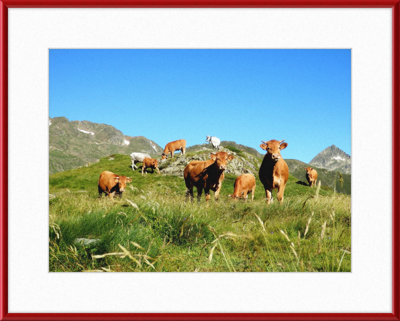 Ariege's Cows - Great Pictures Framed