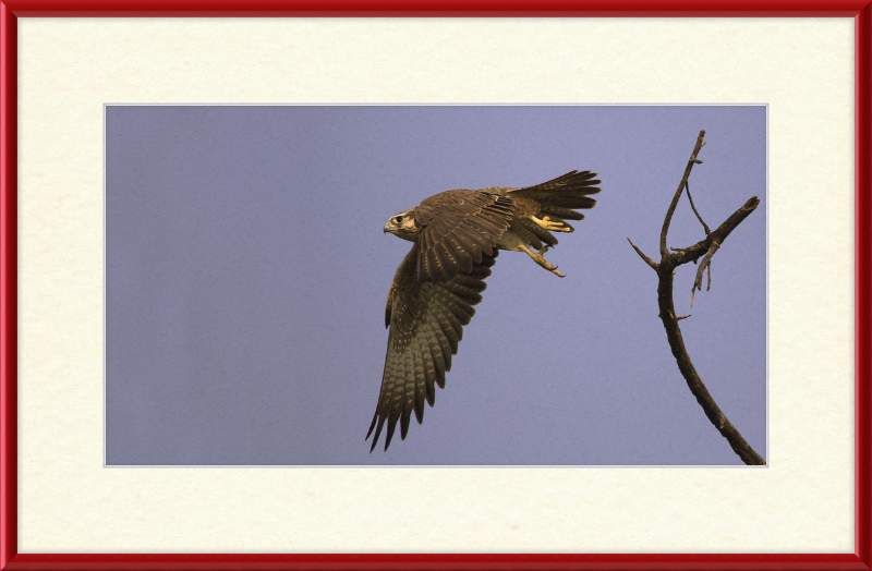Laggar Falcon in Flight - Great Pictures Framed