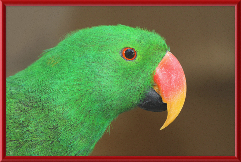 Eclectus Roratus - Great Pictures Framed