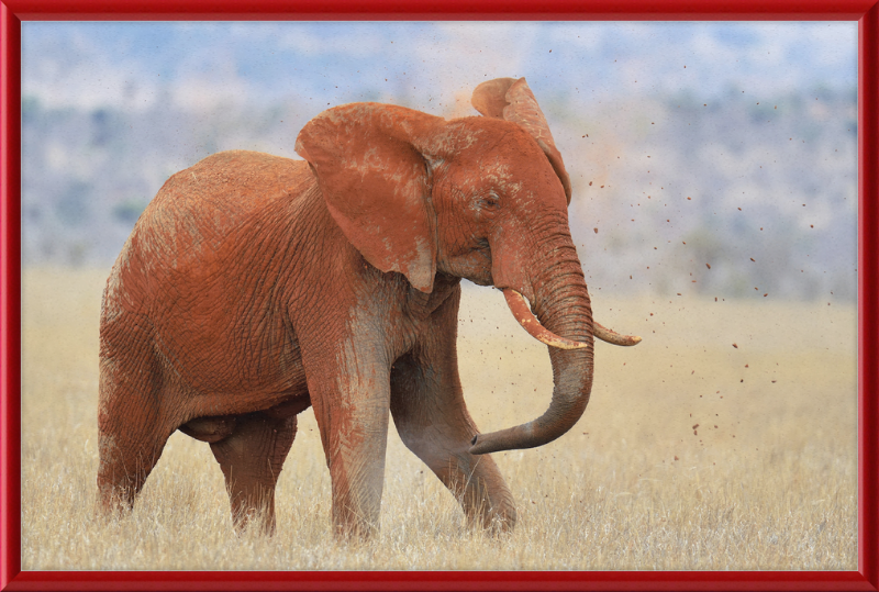 Red Elephant in Dirt - Great Pictures Framed
