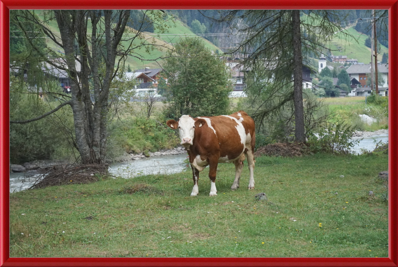 Gazing Cow on a Pasture Near St. Jakob in Defereggen - Great Pictures Framed