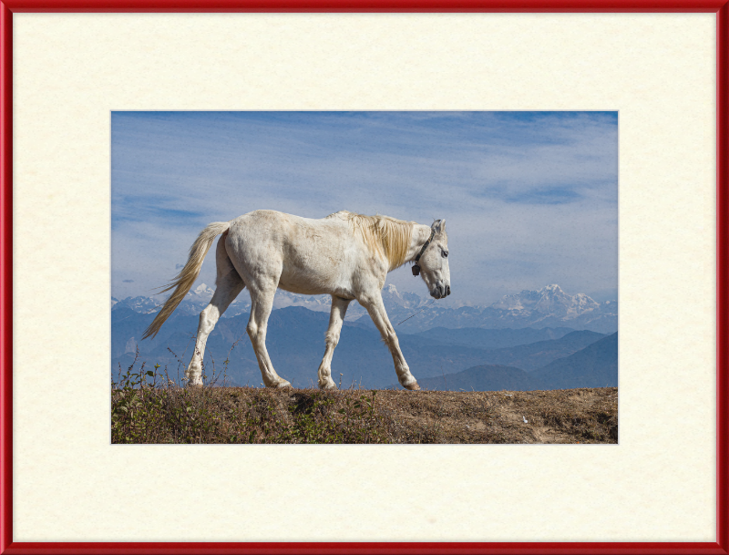 Domestic Horse at Suryachaur with the mountains in the Back - Great Pictures Framed