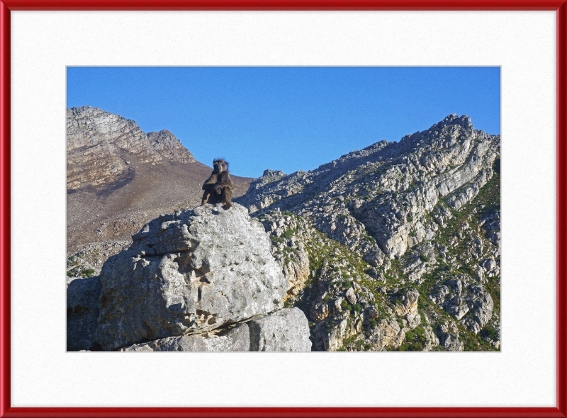 The Steenbras River Gorge Monkey - Great Pictures Framed