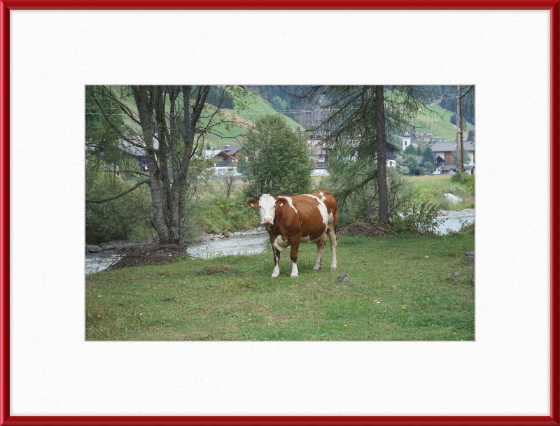 Gazing Cow on a Pasture Near St. Jakob in Defereggen - Great Pictures Framed