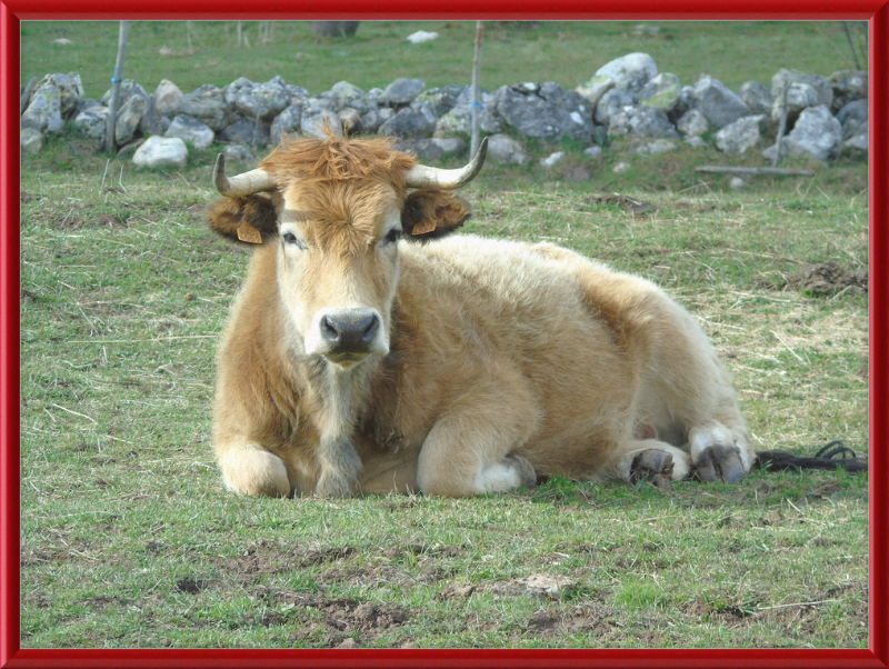 A Bull in San Emiliano - Great Pictures Framed