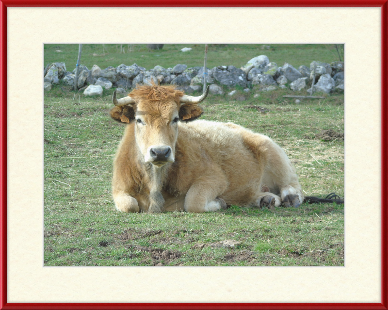 A Bull in San Emiliano - Great Pictures Framed