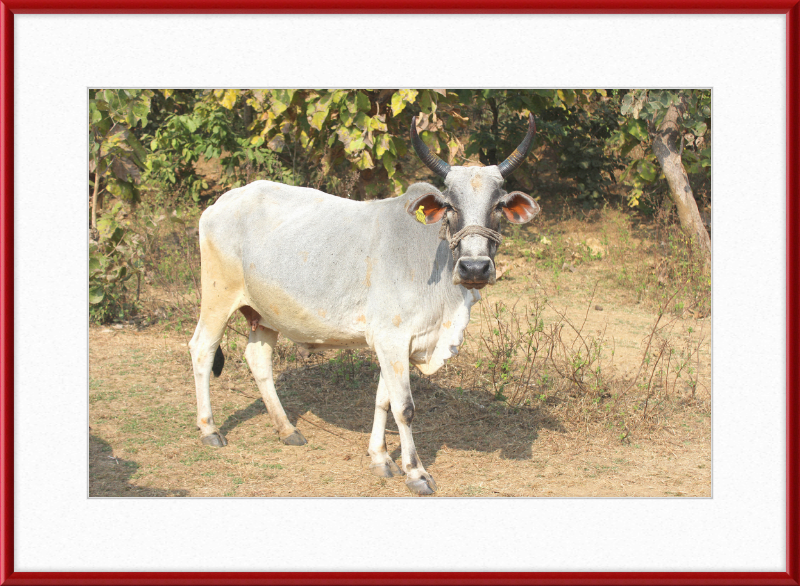 Bhopal Cow - Great Pictures Framed