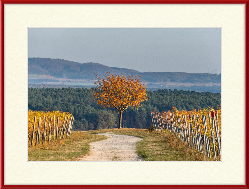 Volkach Hallburg Vineyard - Great Pictures Framed