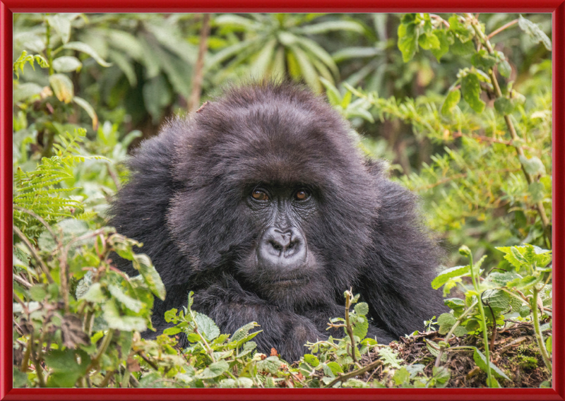 A Mountain Gorilla in Rwanda - Great Pictures Framed