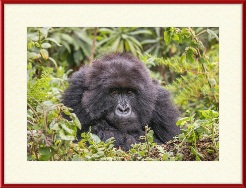 A Mountain Gorilla in Rwanda - Great Pictures Framed