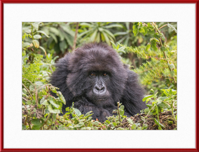 A Mountain Gorilla in Rwanda - Great Pictures Framed