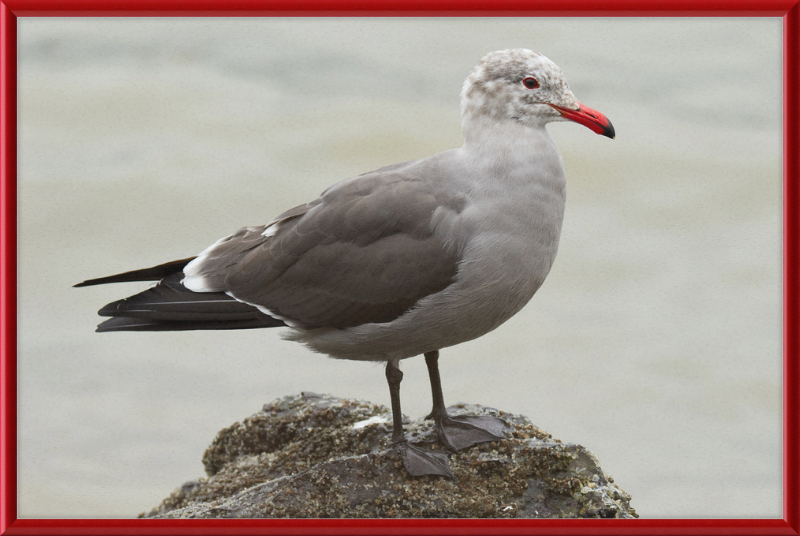 Larus Heermanni at Richardson Bay - Great Pictures Framed