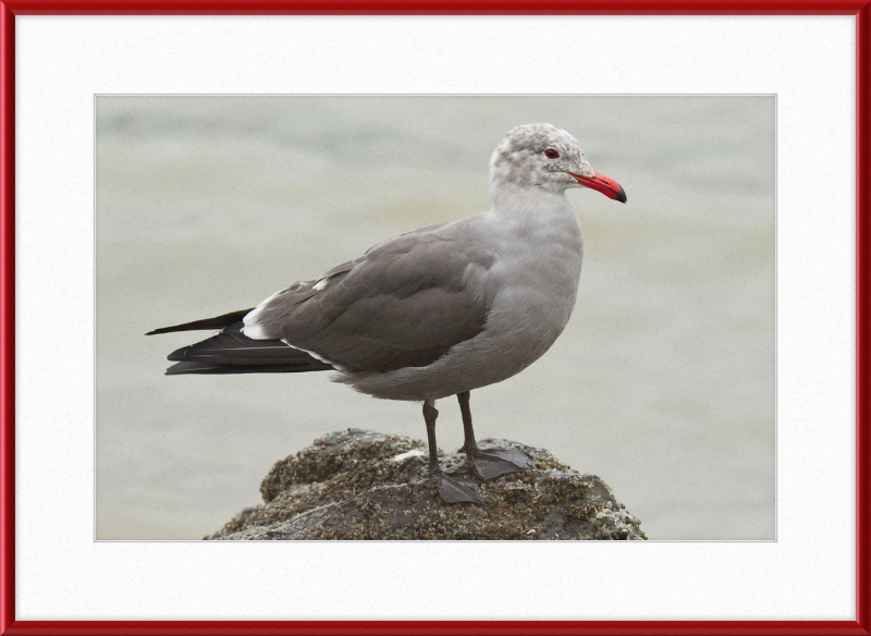 Larus Heermanni at Richardson Bay - Great Pictures Framed