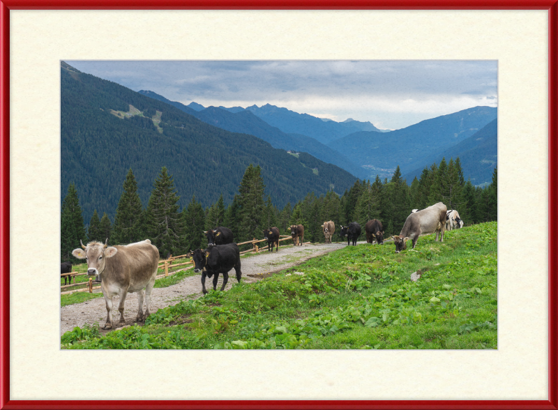 Grazing Cows at the Ritorto Hut (Adamello Brenta Nature Reserve) - Great Pictures Framed