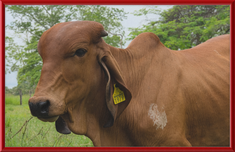 A Regal Cow in Baláncan, Mexico - Great Pictures Framed