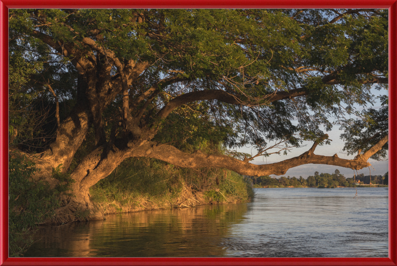 The Albizia Saman - Great Pictures Framed