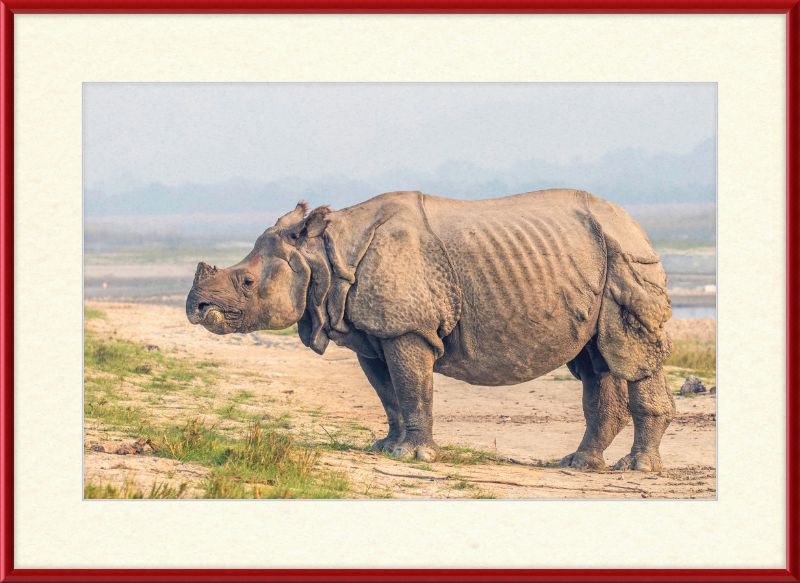 Indian Rhinoceros - Great Pictures Framed