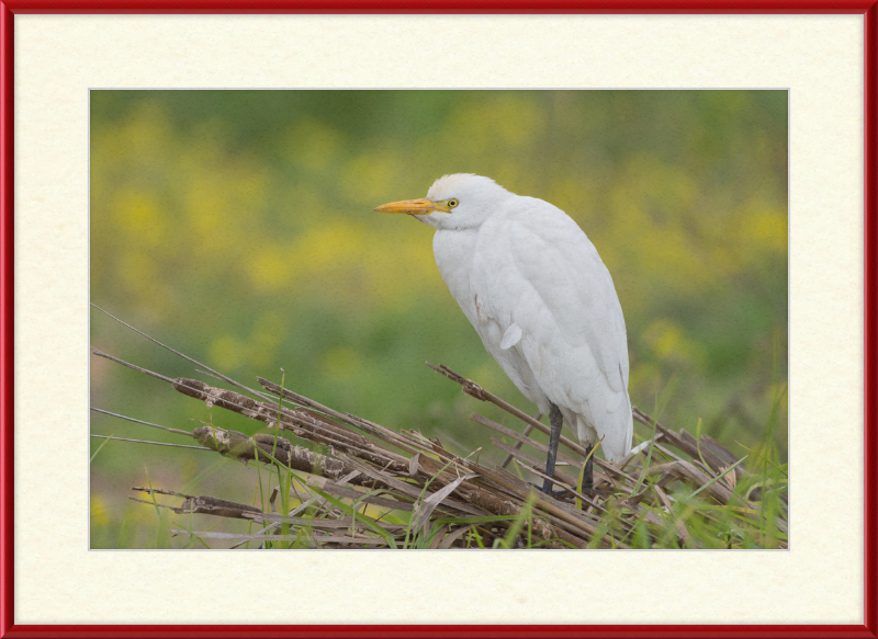 Cattle Egret on a Lake South of Tunis - Great Pictures Framed