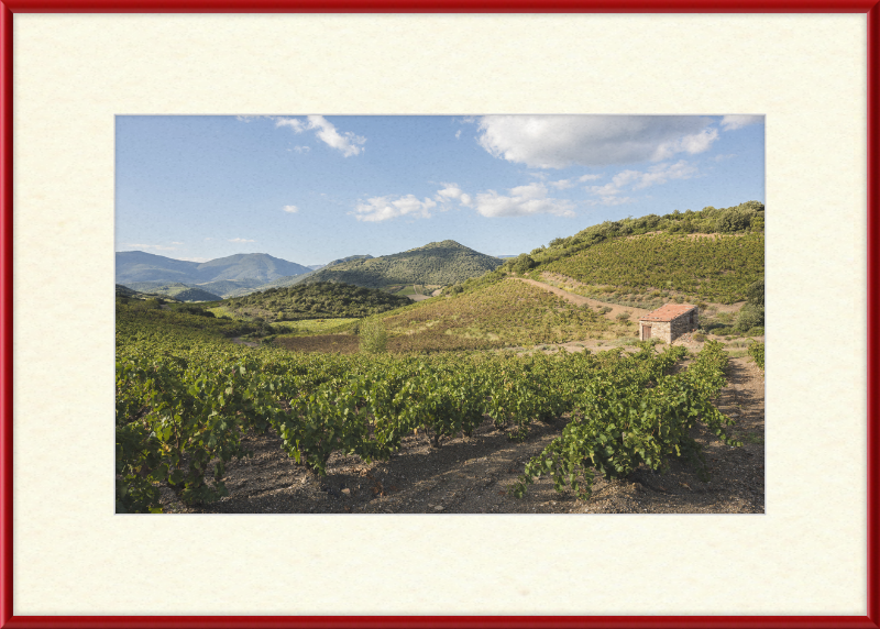 Hills and Vineyards near Roquebrun - Great Pictures Framed