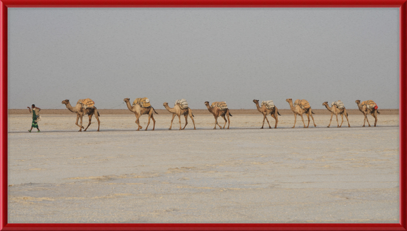 Camel Caravan - Great Pictures Framed