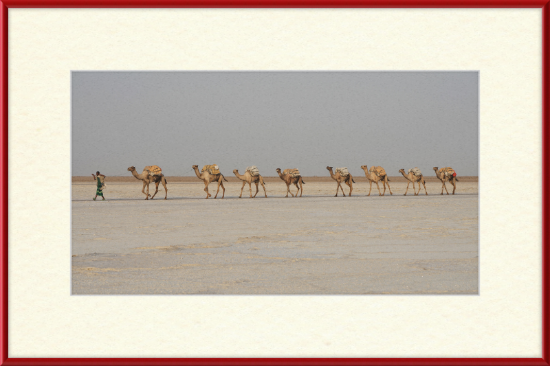 Camel Caravan - Great Pictures Framed