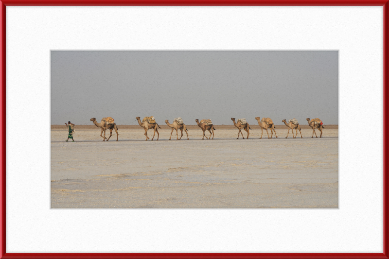 Camel Caravan - Great Pictures Framed