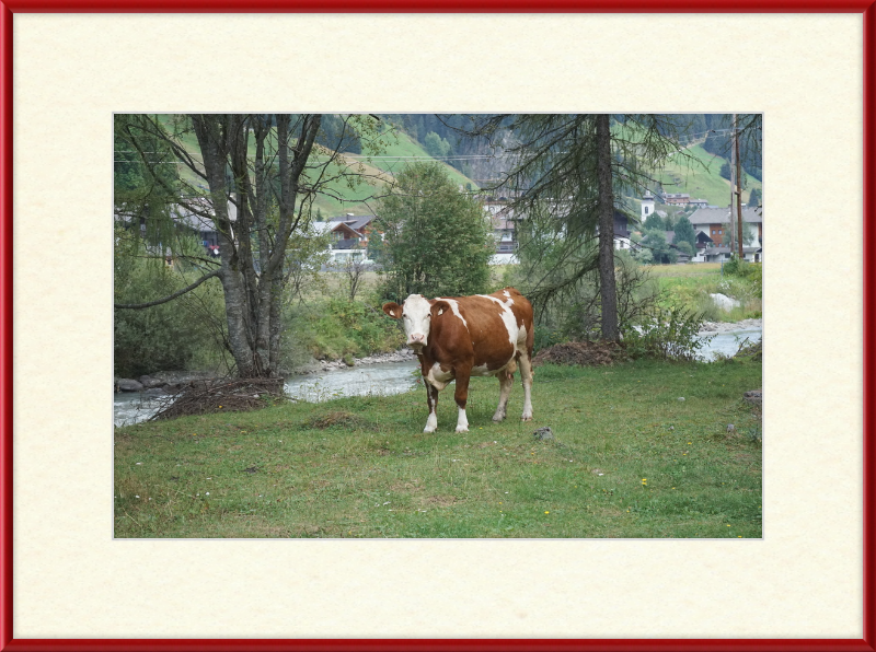 Gazing Cow on a Pasture Near St. Jakob in Defereggen - Great Pictures Framed