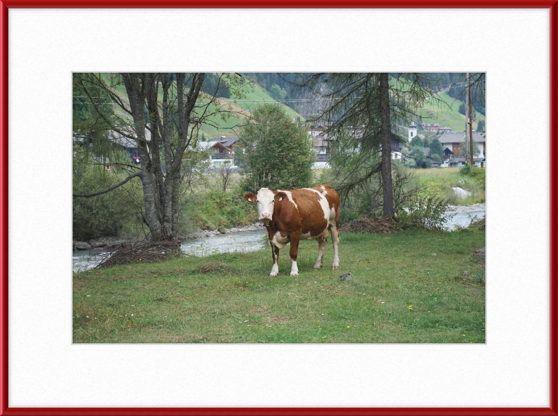 Gazing Cow on a Pasture Near St. Jakob in Defereggen - Great Pictures Framed