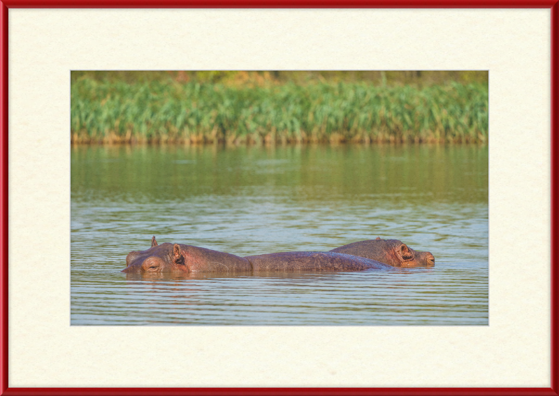 Hippos – Lake Tana near Bahir Dar, Ethiopia - Great Pictures Framed