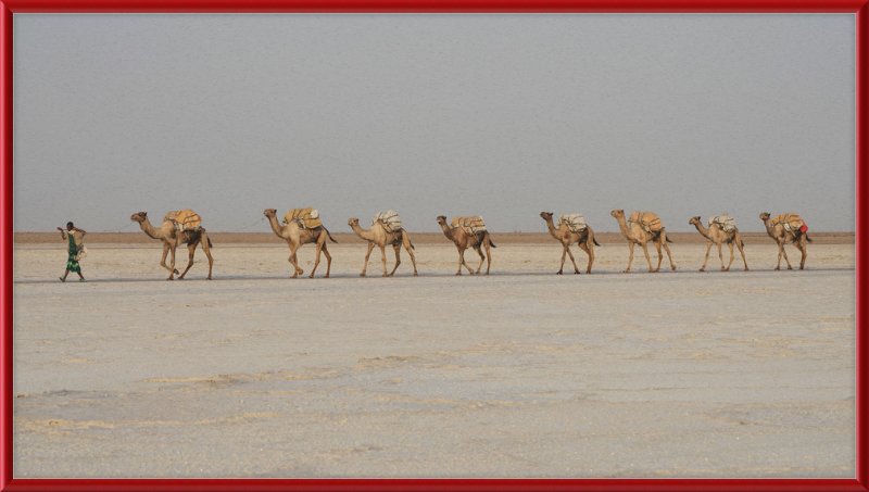 Camel Caravan - Great Pictures Framed